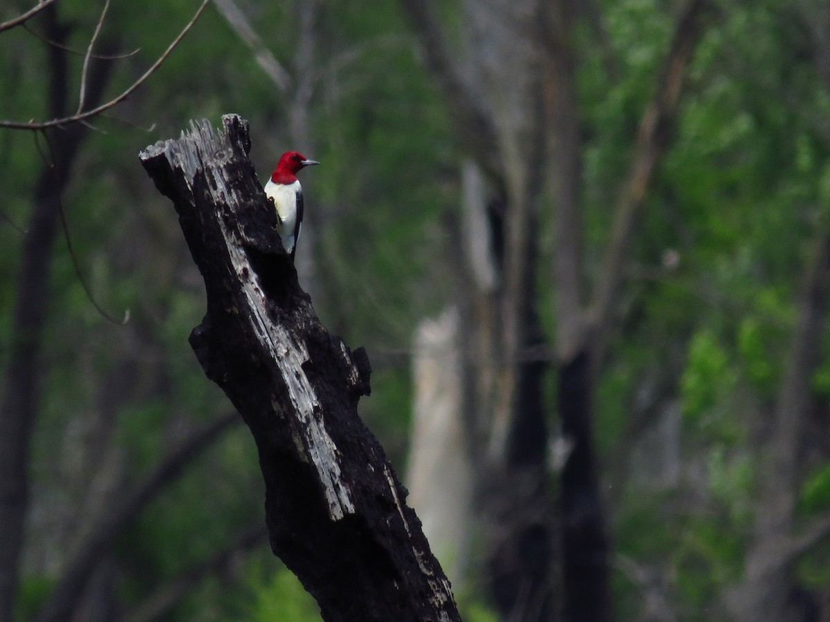 Red-headed Woodpecker - Chris Barrigar
