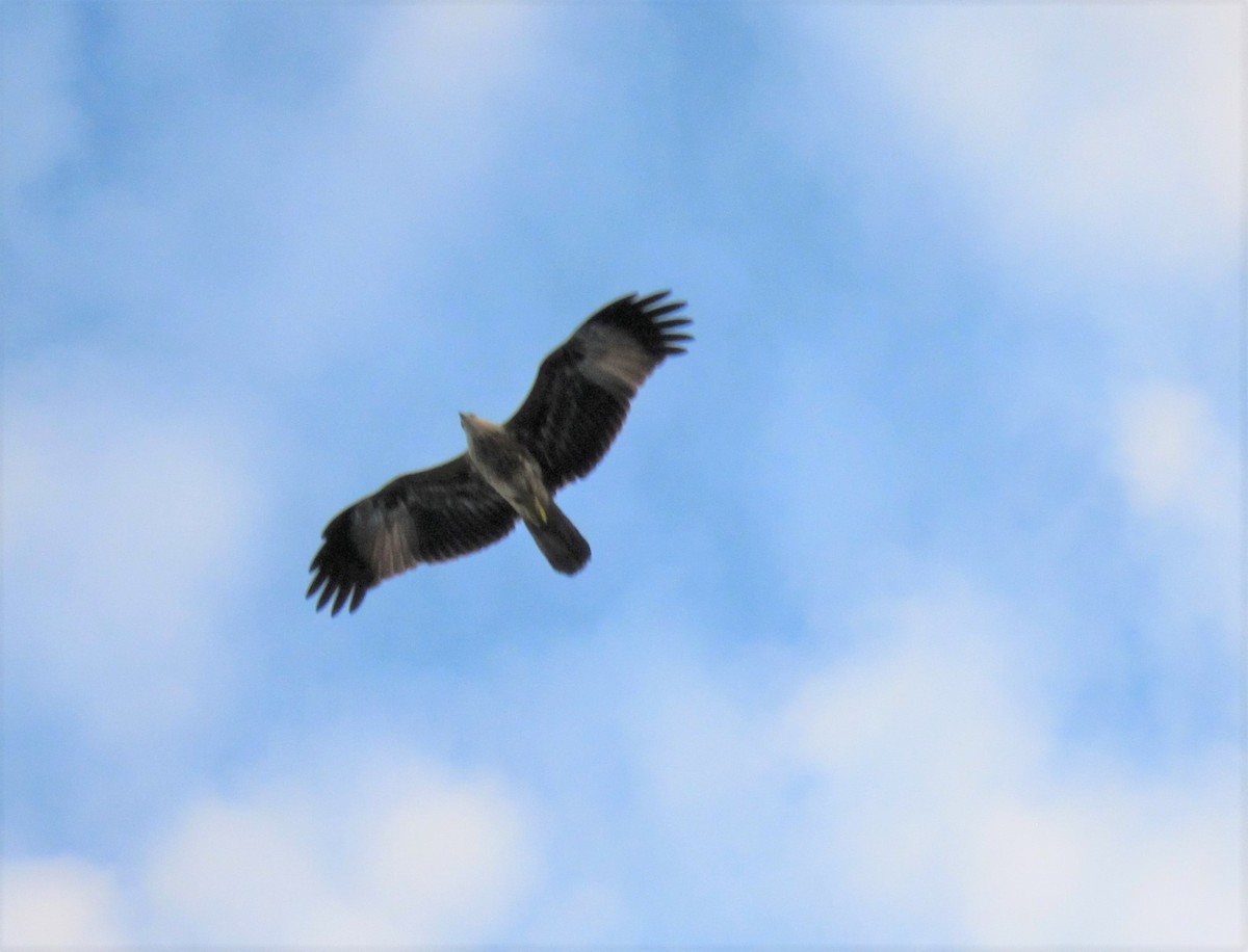 Brahminy Kite - ML345580011