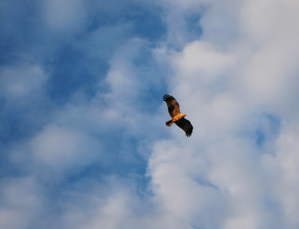 Brahminy Kite - ML345580021