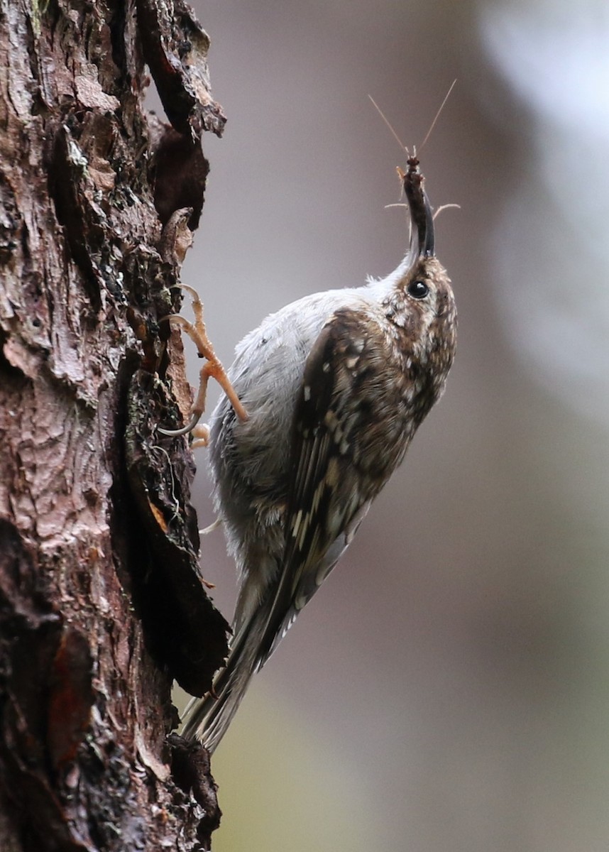 Brown Creeper - Nat Drumheller