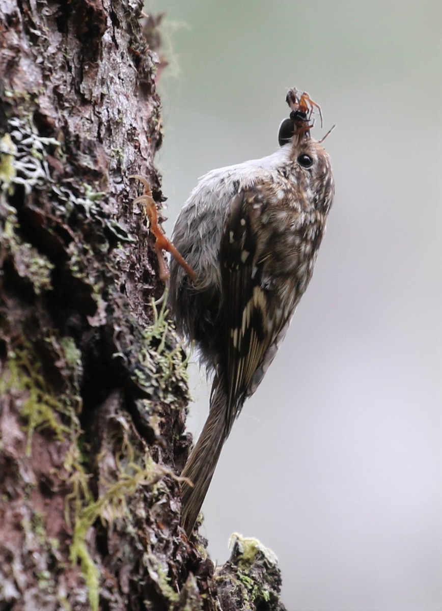 Brown Creeper - Nat Drumheller