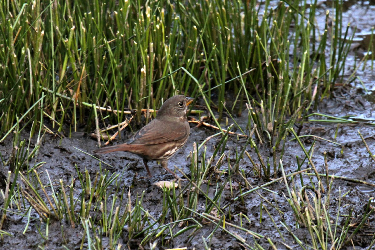 Fox Sparrow - ML34558081