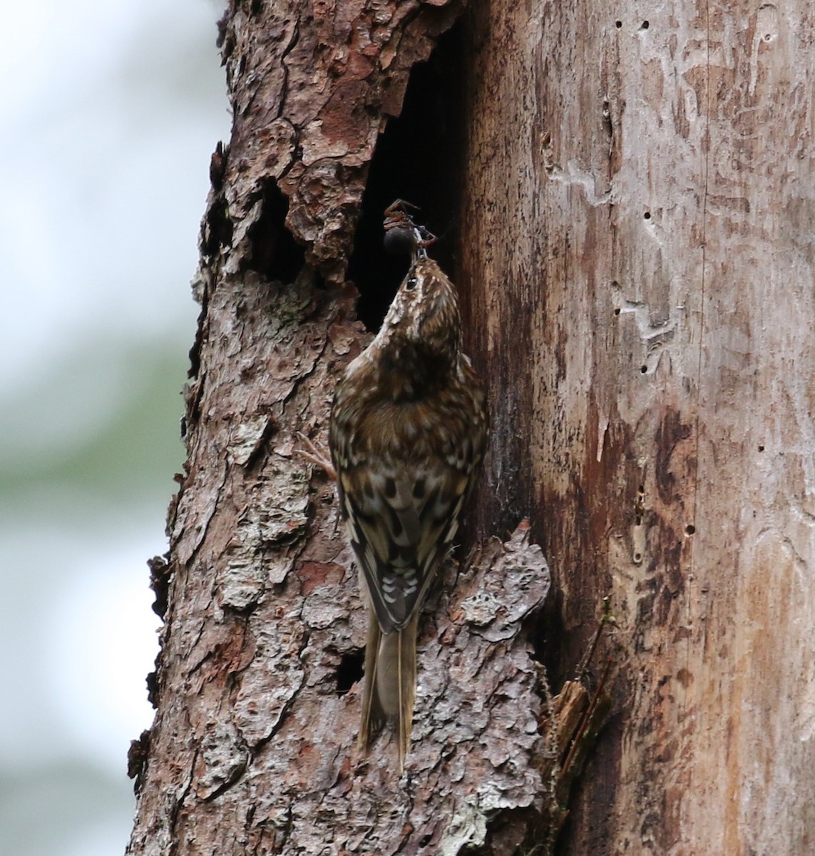 Brown Creeper - Nat Drumheller