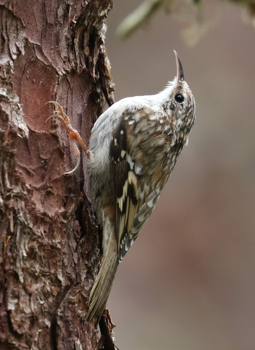 Brown Creeper - ML345580821