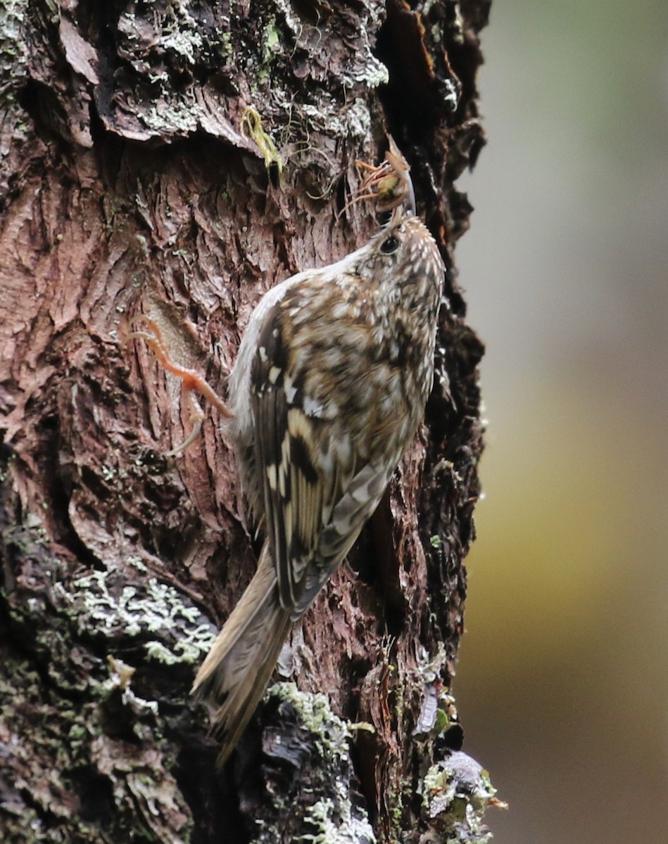 Brown Creeper - Nat Drumheller