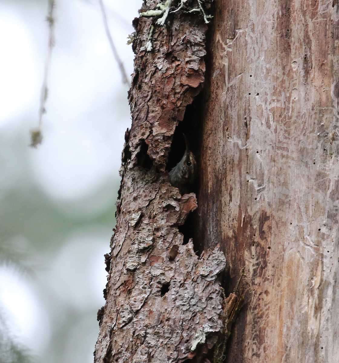 Brown Creeper - Nat Drumheller