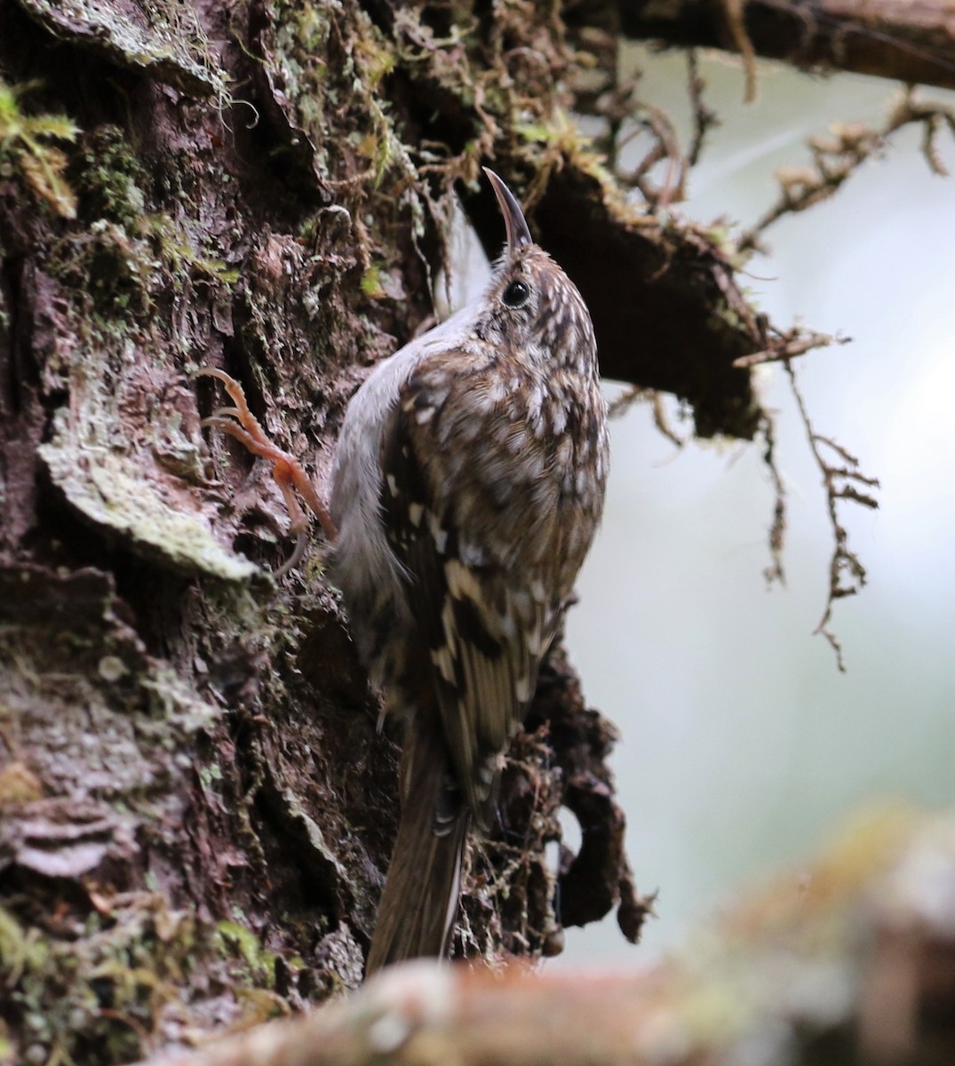 Brown Creeper - ML345580881