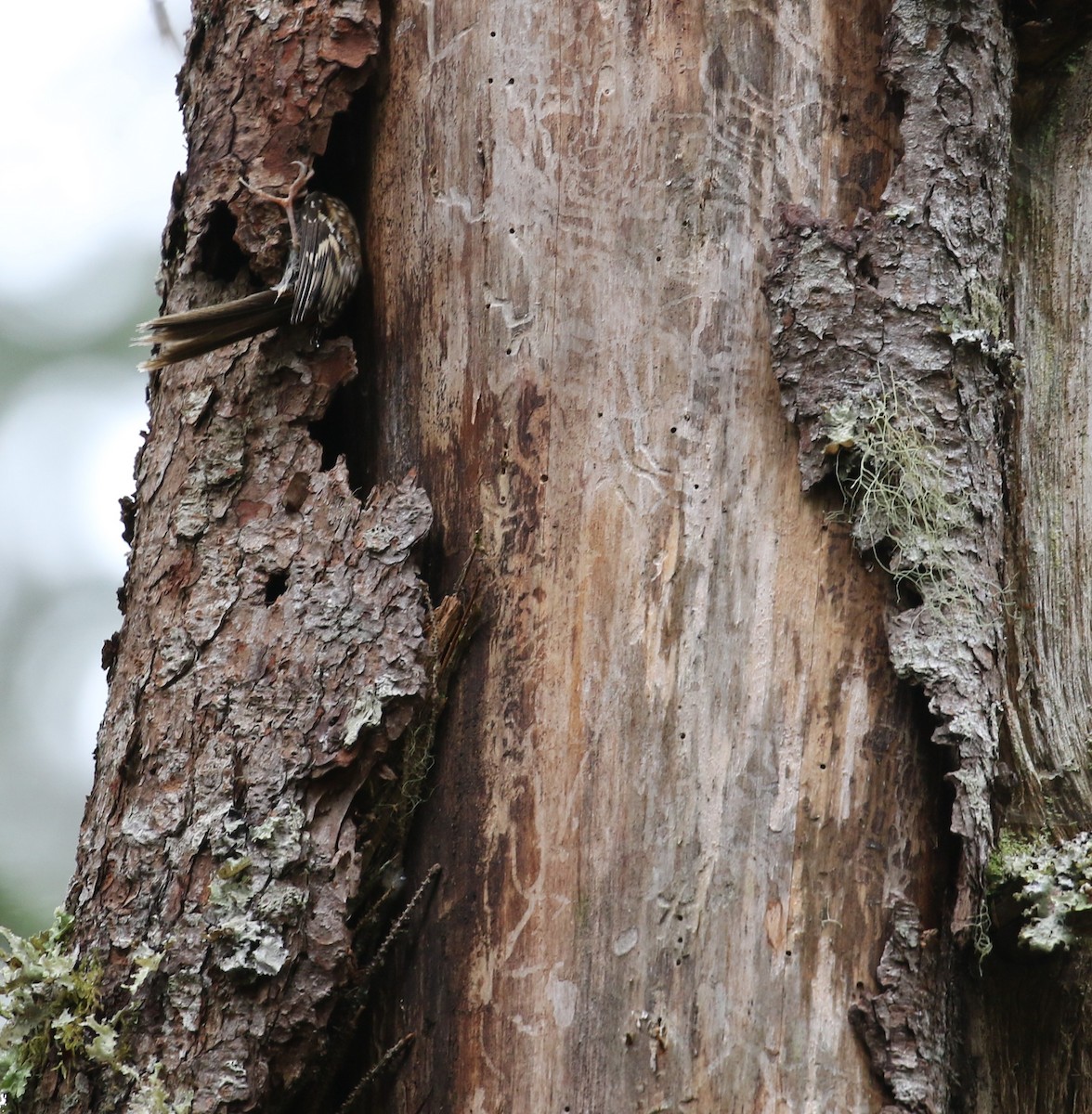 Brown Creeper - Nat Drumheller