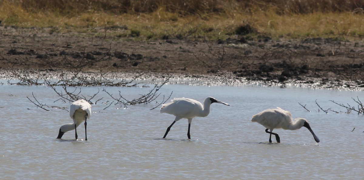 Royal Spoonbill - Richard and Margaret Alcorn