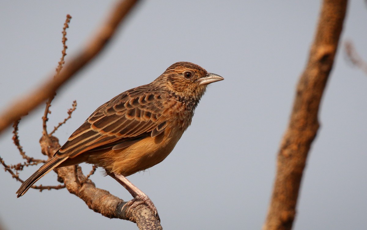 Flappet Lark - ML34558151