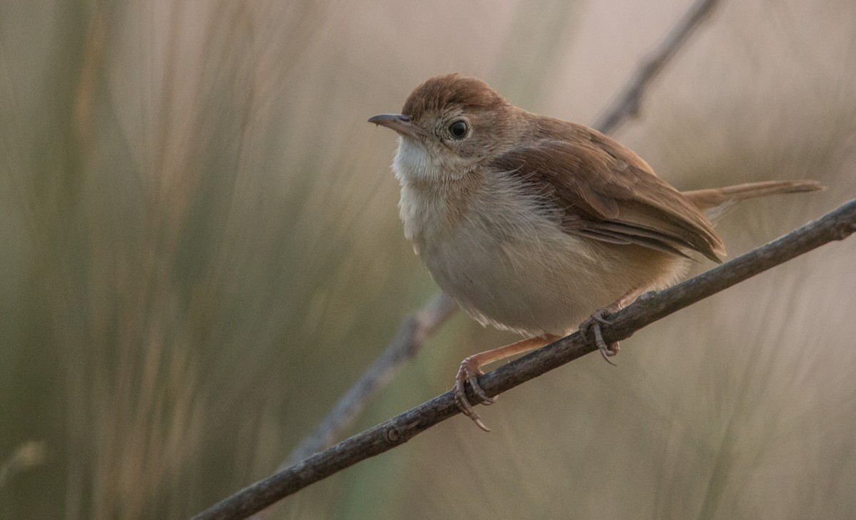 Foxy Cisticola - Ian Davies