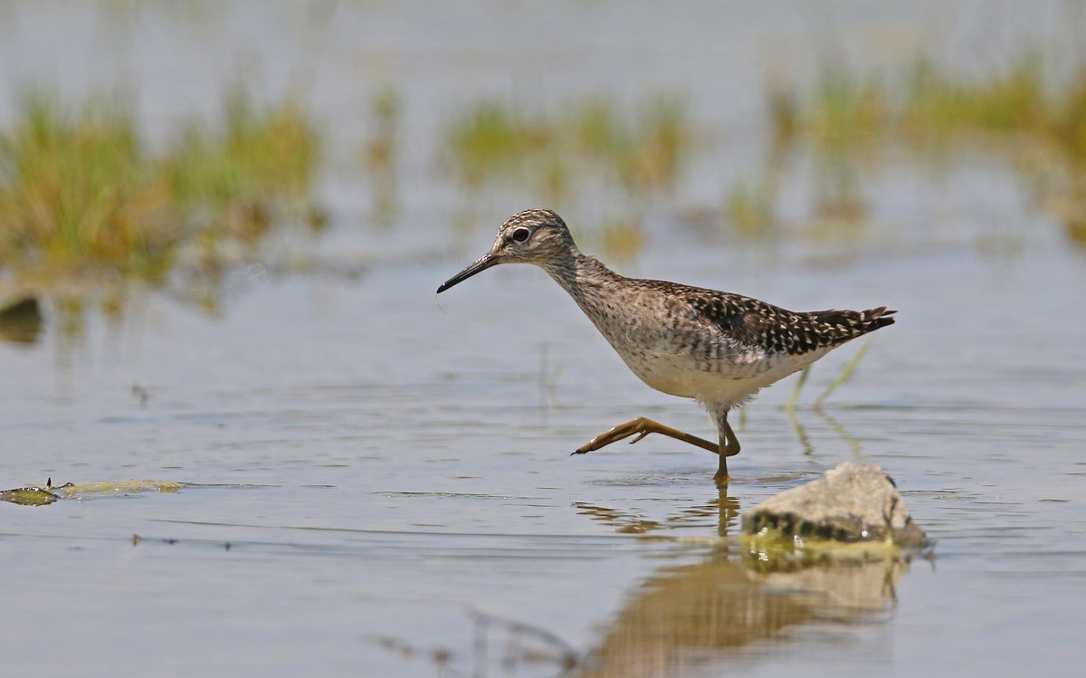 Wood Sandpiper - Christoph Moning