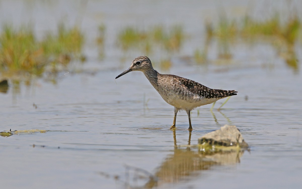 Wood Sandpiper - Christoph Moning