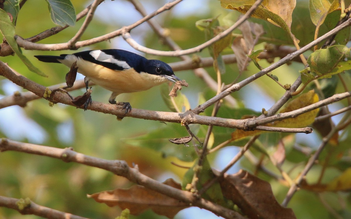 Yellow-bellied Hyliota - Ian Davies