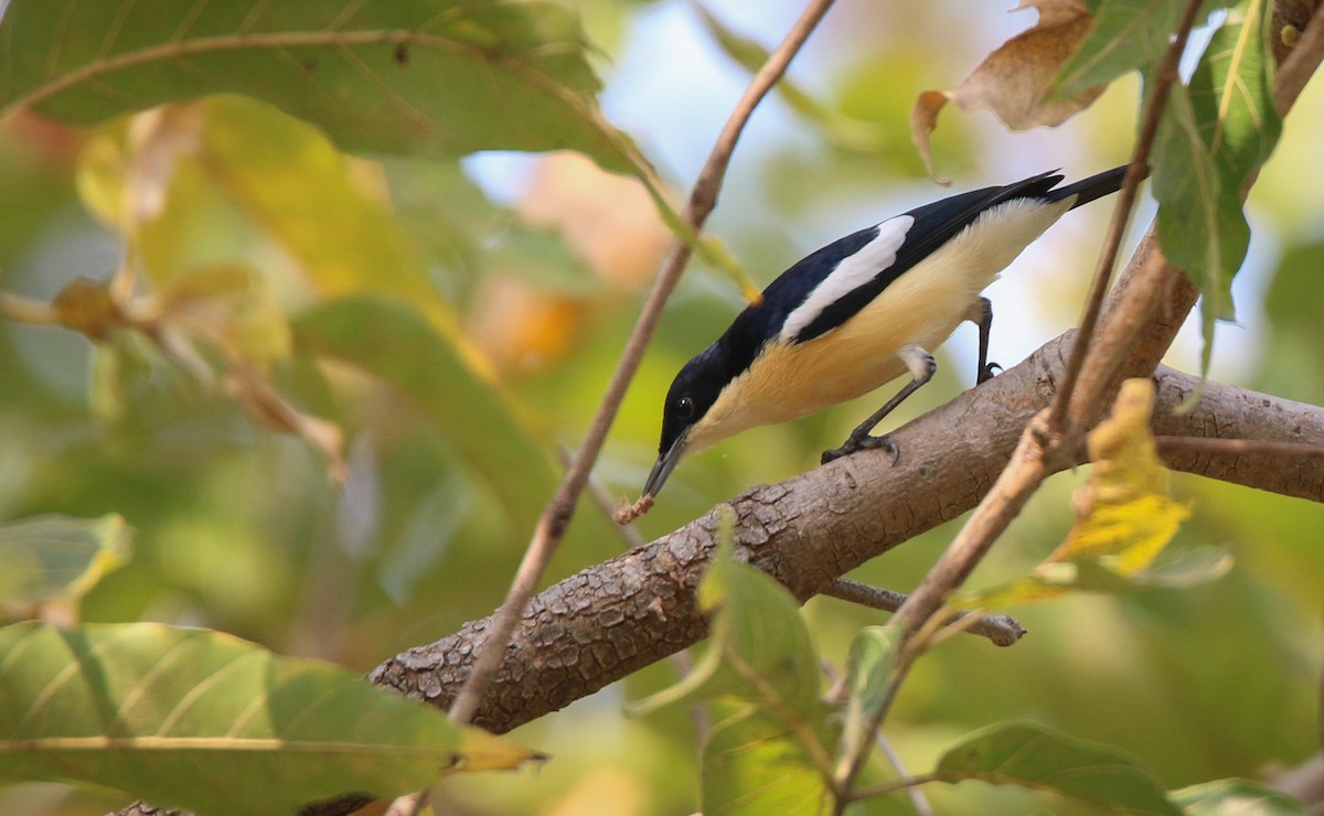 Yellow-bellied Hyliota - Ian Davies