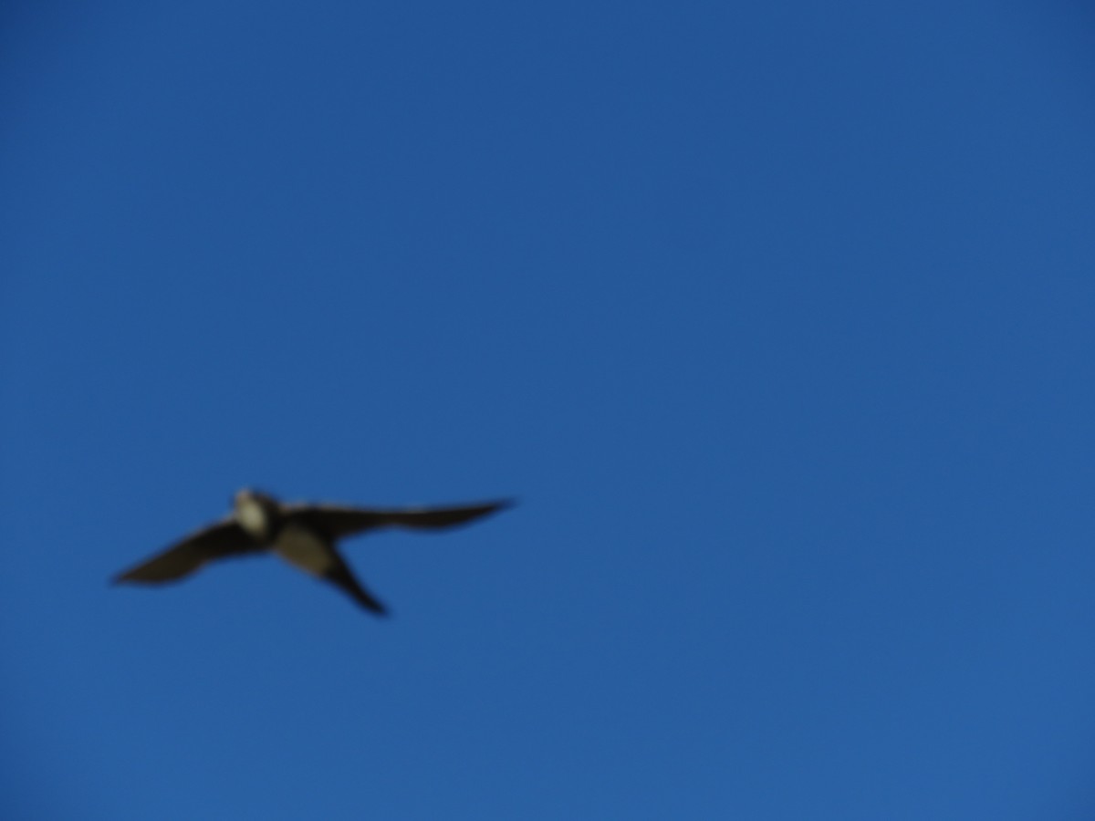 Alpine Swift - ML345582911