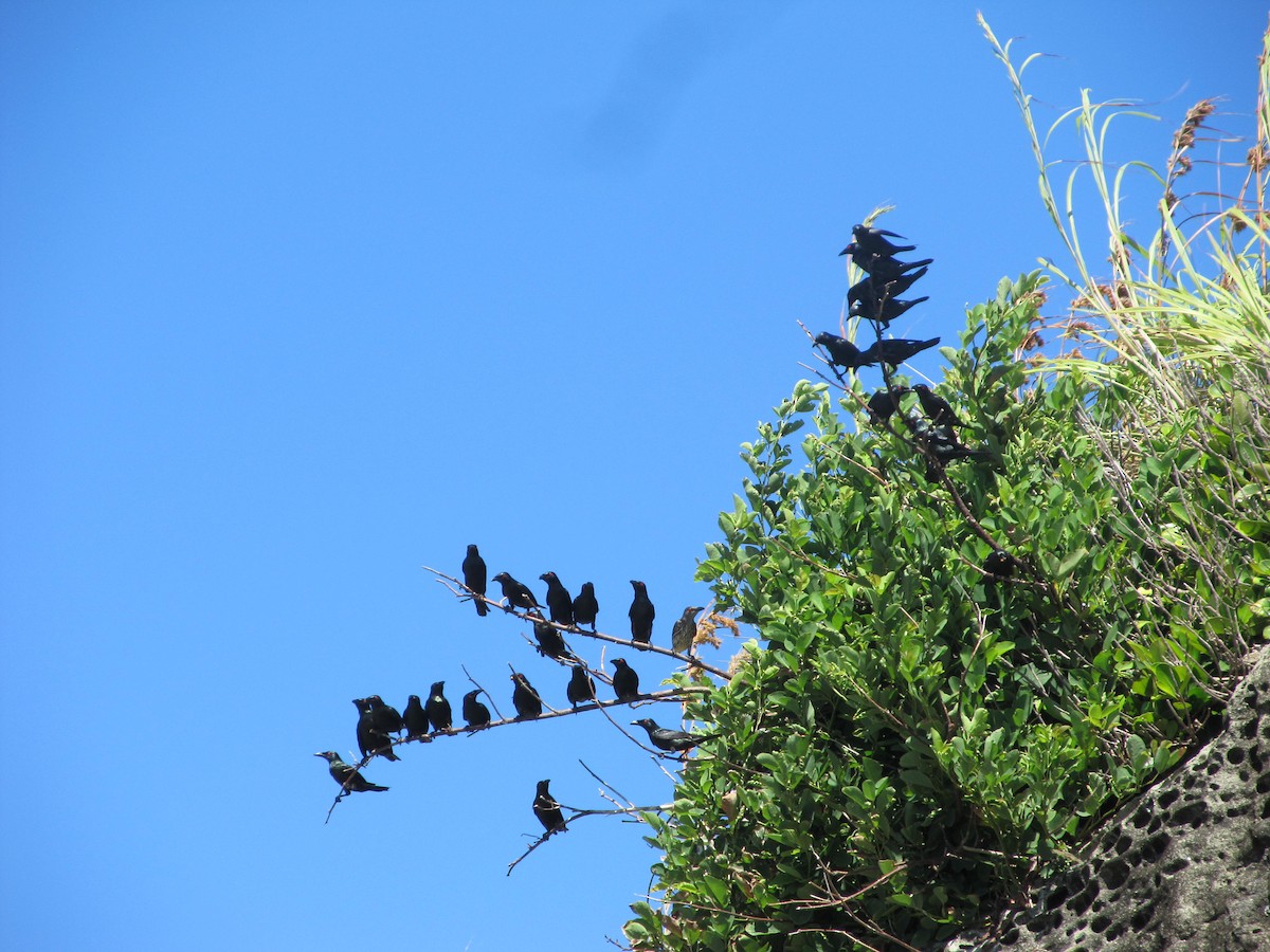 Asian Glossy Starling - ML345583961