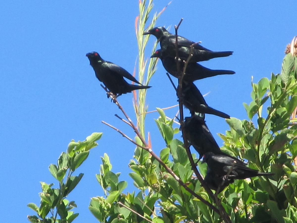 Asian Glossy Starling - ML345583991