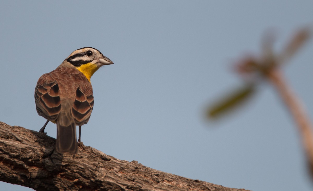 Brown-rumped Bunting - ML34558401