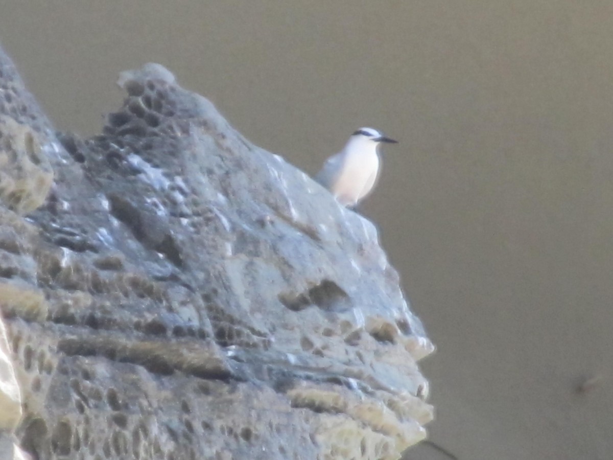 Black-naped Tern - ML345584181