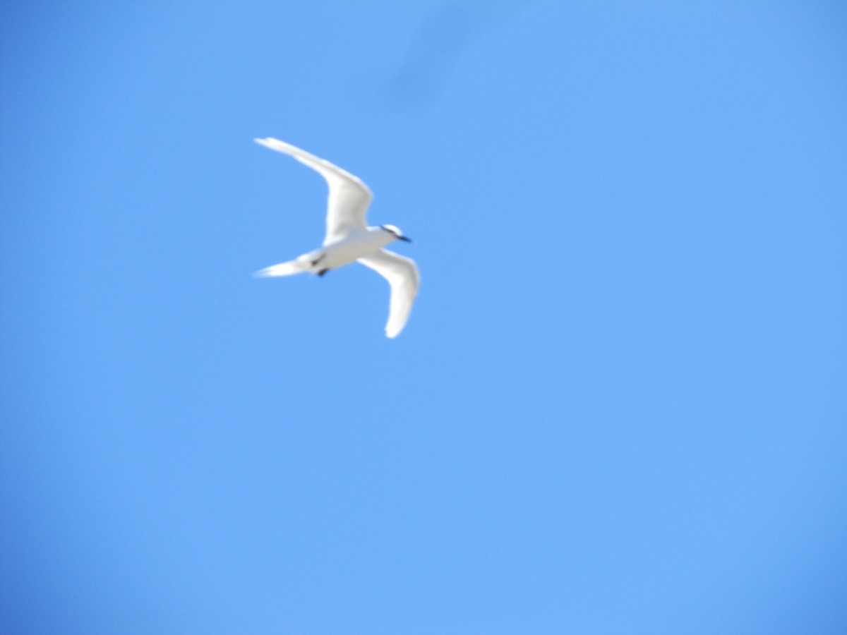 Black-naped Tern - ML345584191