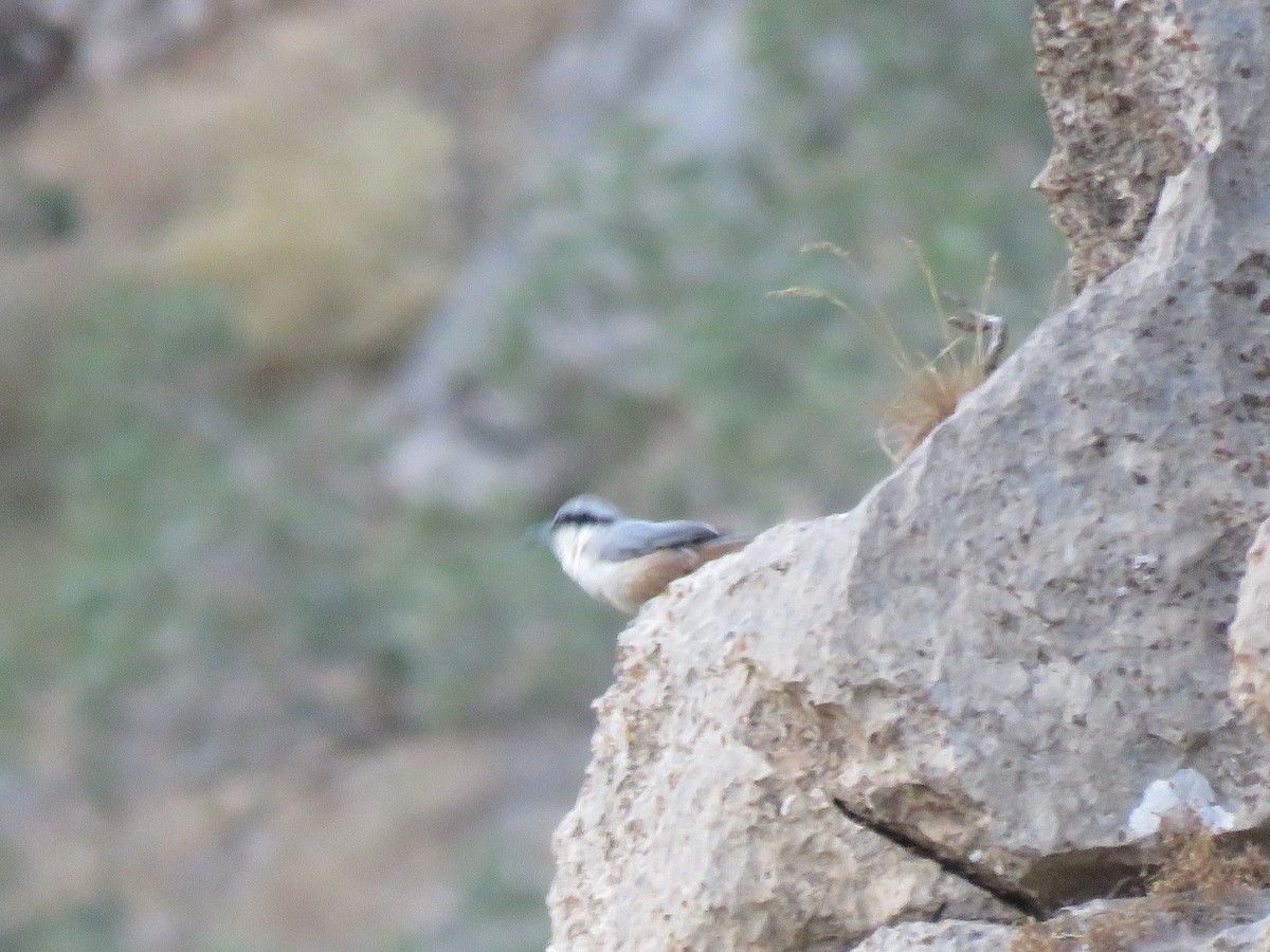 Western Rock Nuthatch - ML345584321