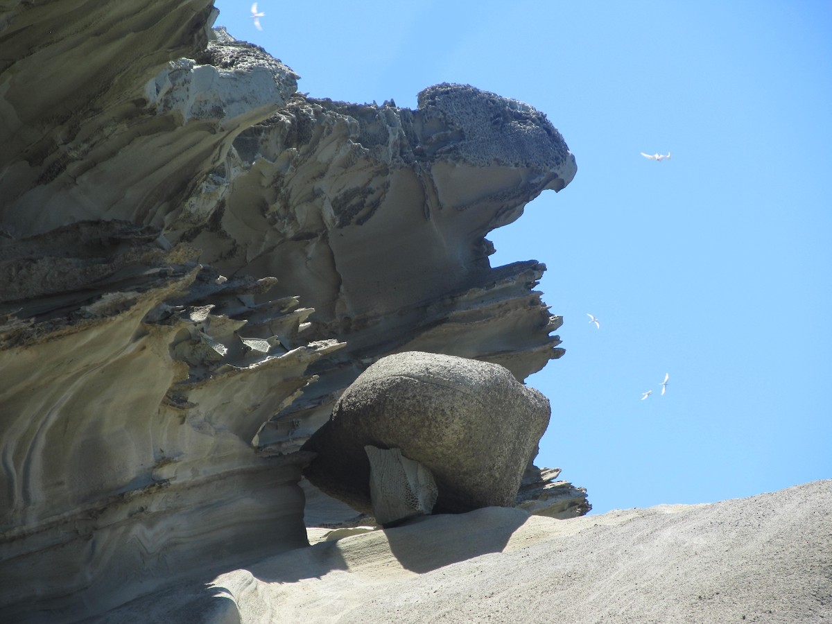 Black-naped Tern - ML345584401