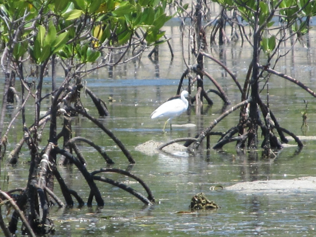 white egret sp. - ML345584601