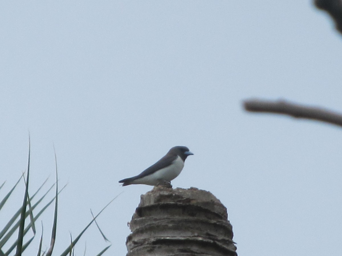 White-breasted Woodswallow - ML345584701