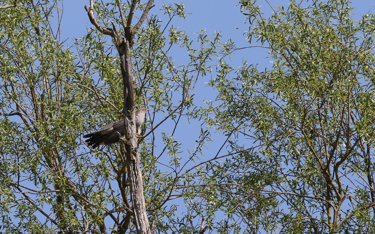 Common Cuckoo - ML345585271