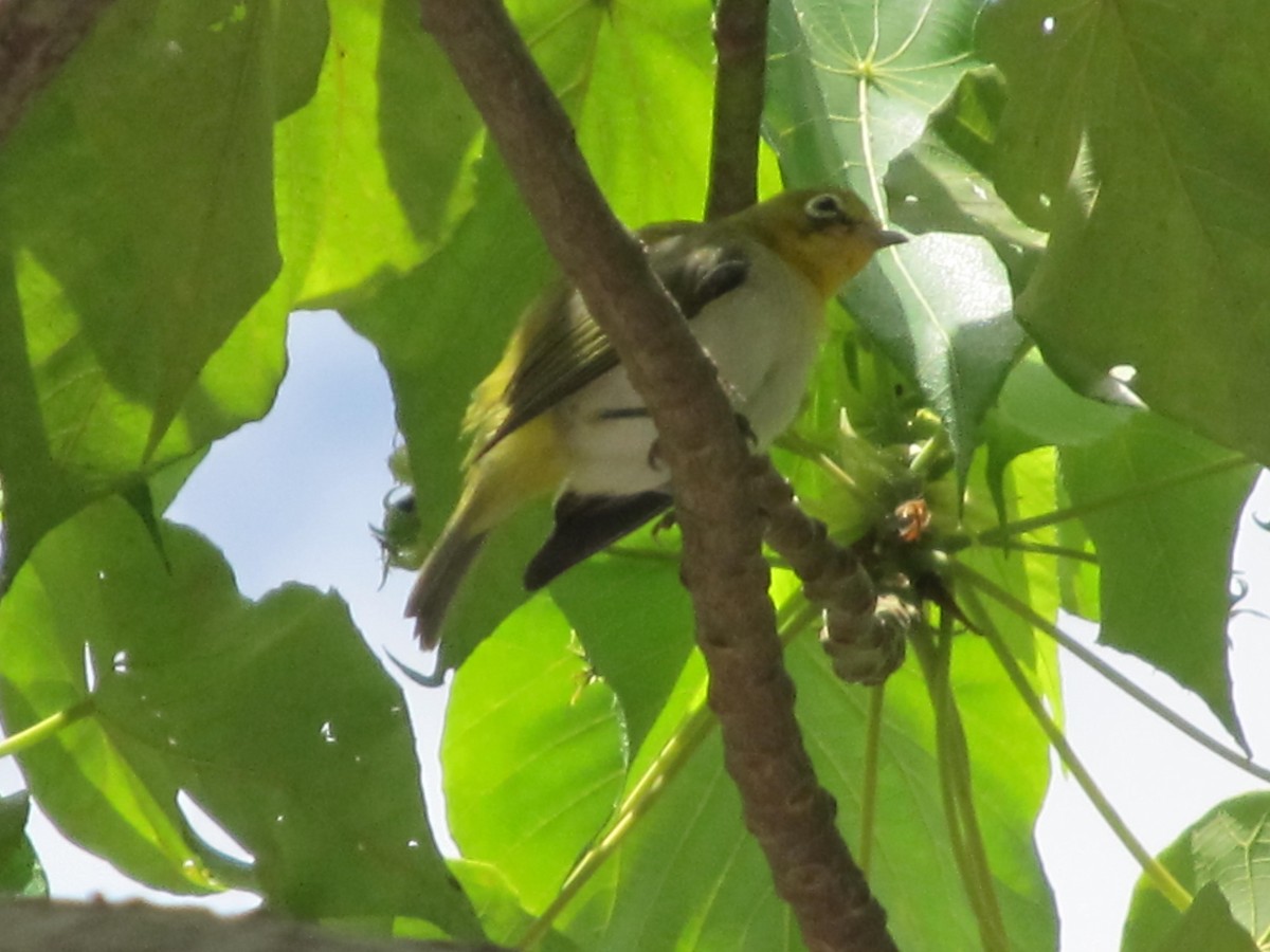 Lowland White-eye - ML345586051