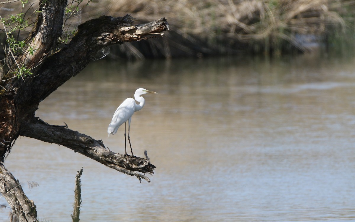 Great Egret - ML345586161