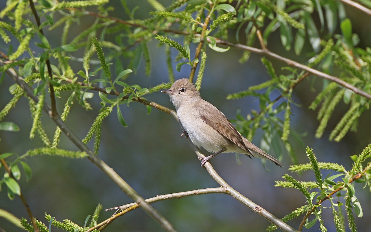 Garden Warbler - Christoph Moning