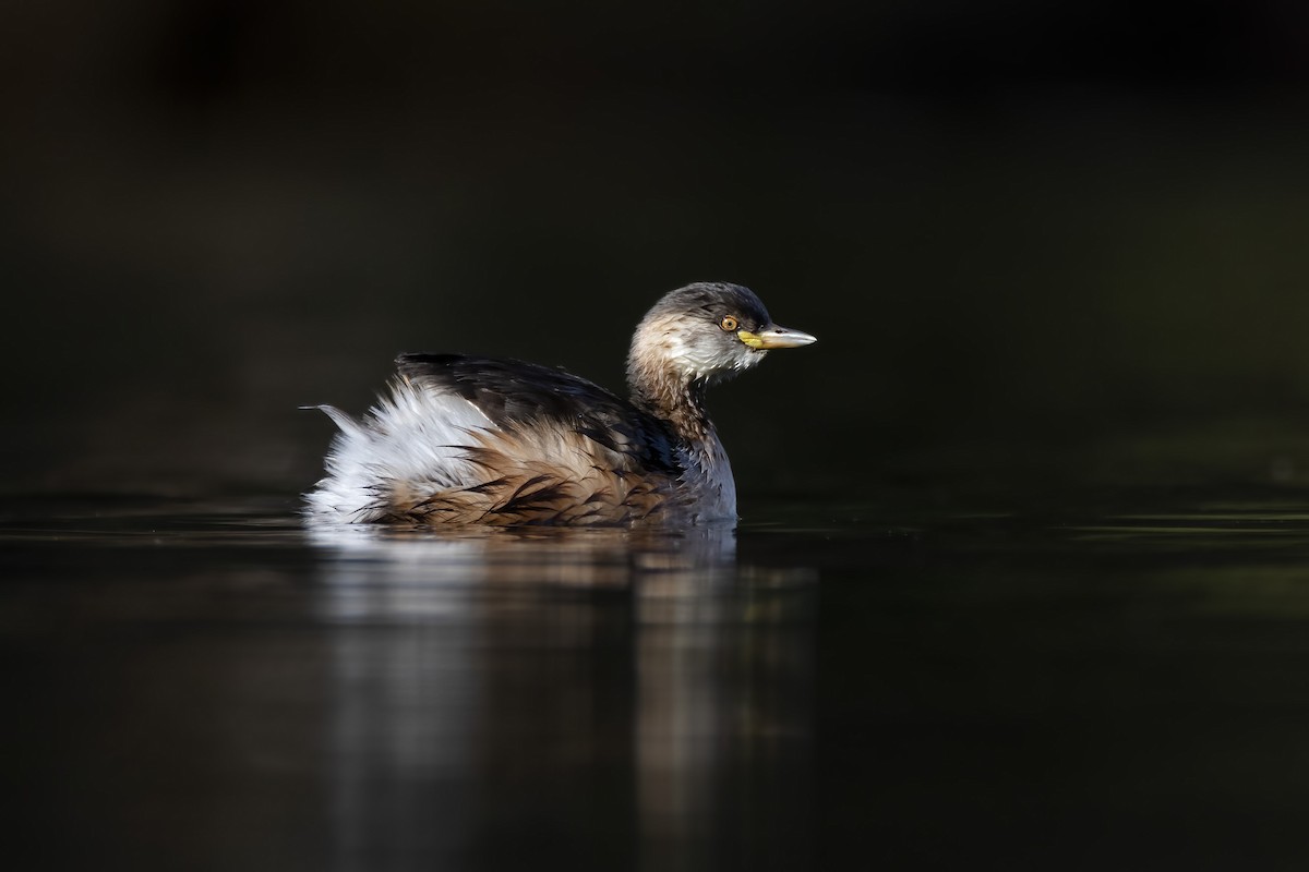 Australasian Grebe - ML345587551