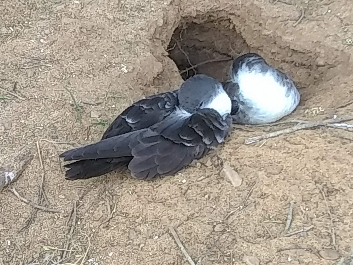 Wedge-tailed Shearwater - ML345589351