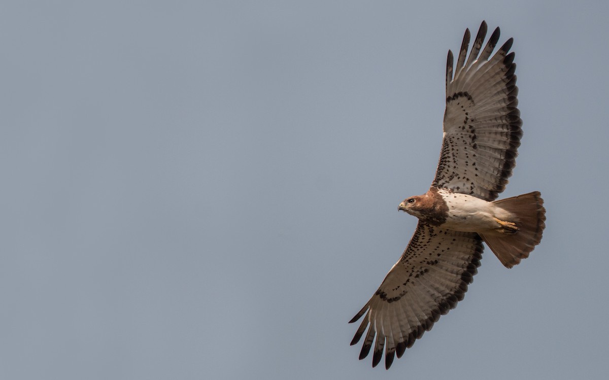 Red-necked Buzzard - Ian Davies