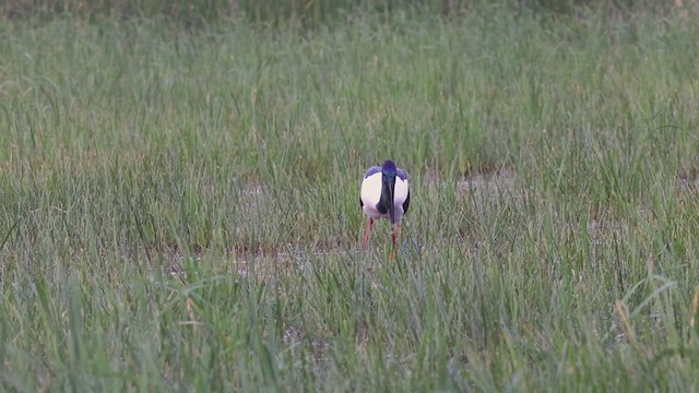 Jabiru d'Asie - ML345591171