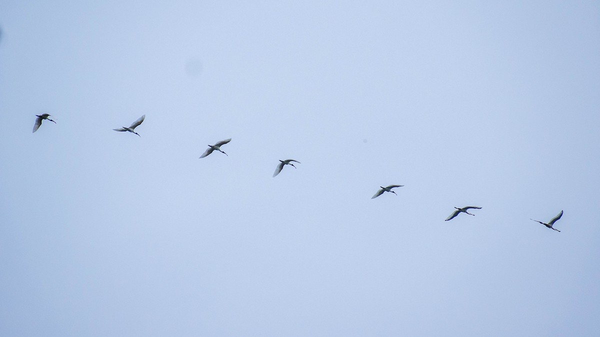 Black-headed Ibis - ML345593101