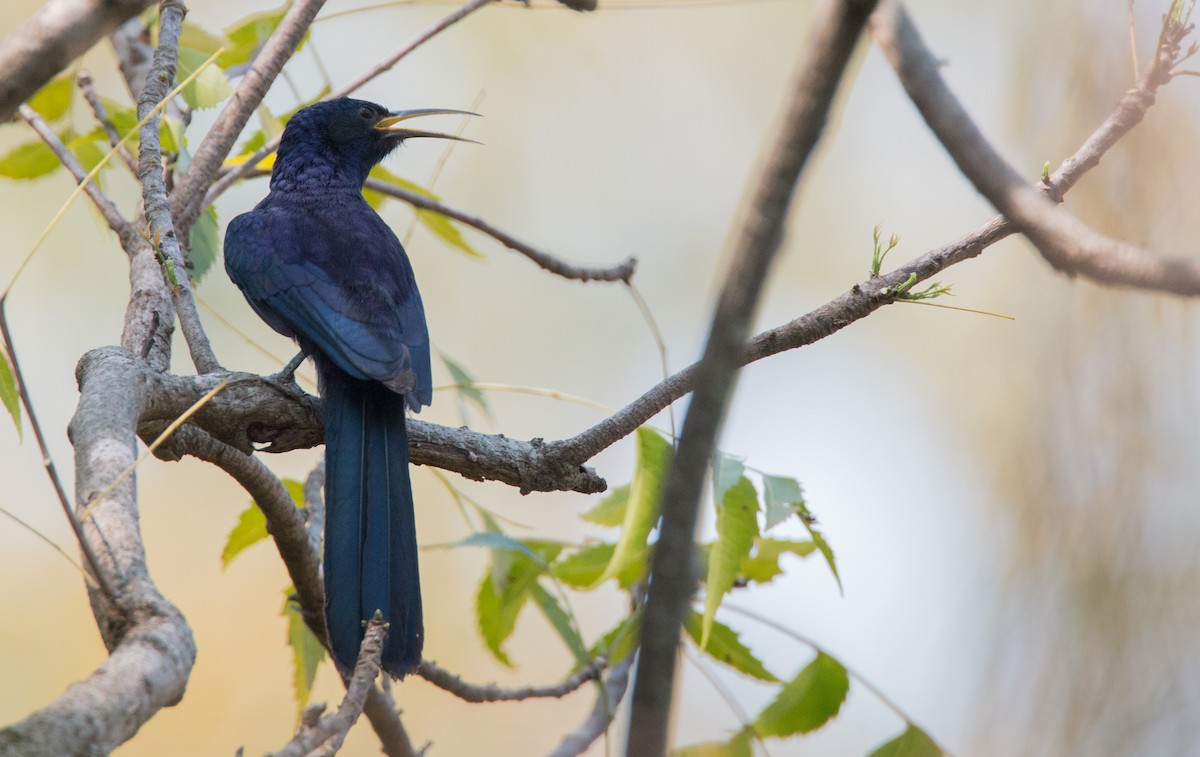 Black Scimitarbill - Ian Davies