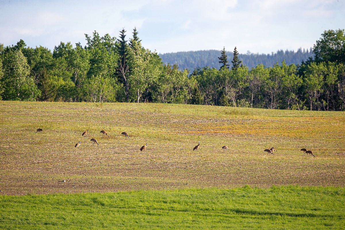 Sandhill Crane - ML345593291