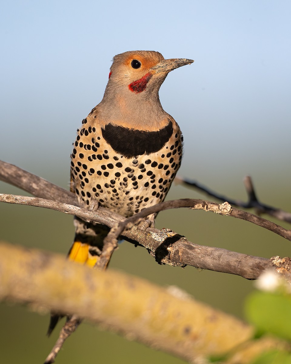 Northern Flicker - ML345593321