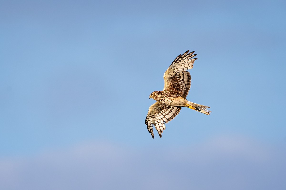 Northern Harrier - ML345593371