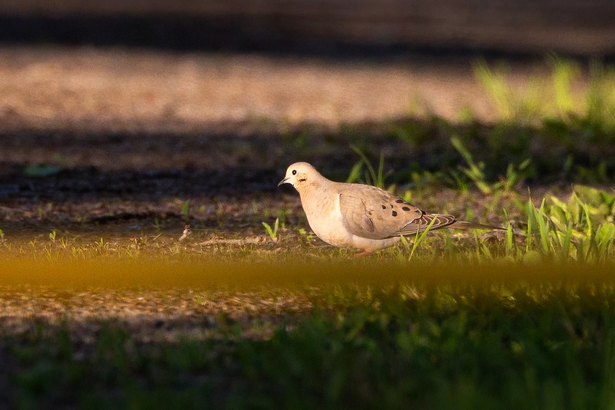 Mourning Dove - ML345593391