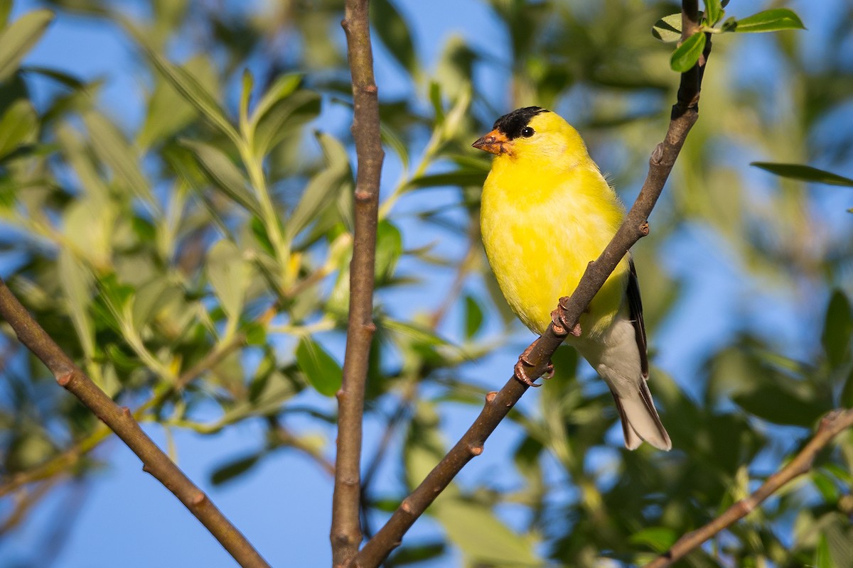 American Goldfinch - ML345593431