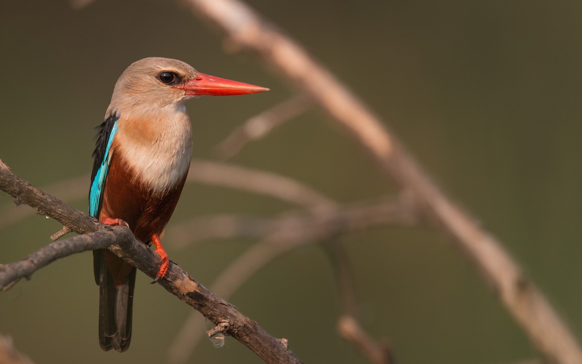 Gray-headed Kingfisher - ML34559401