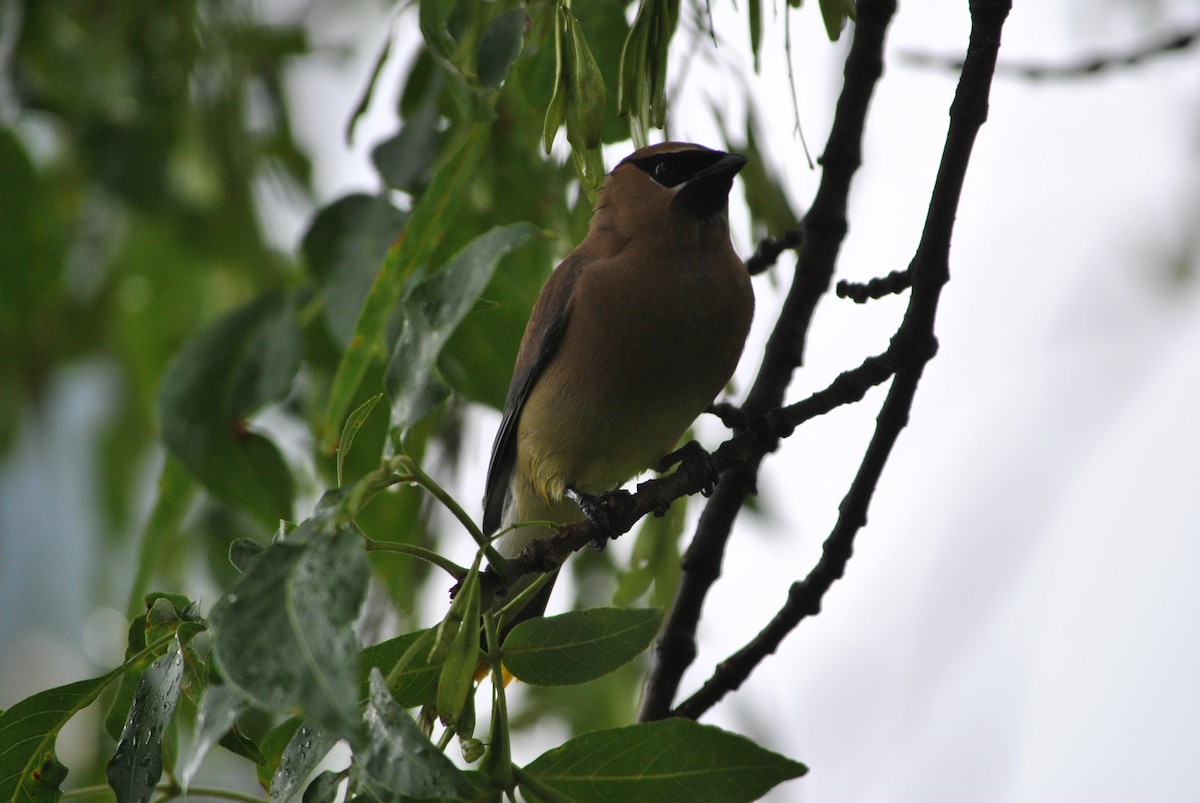 Cedar Waxwing - ML34559441