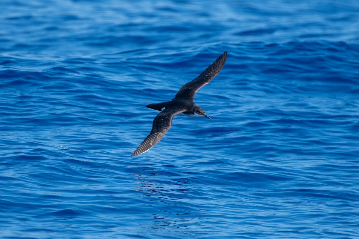 Newell's Shearwater - ML345595131