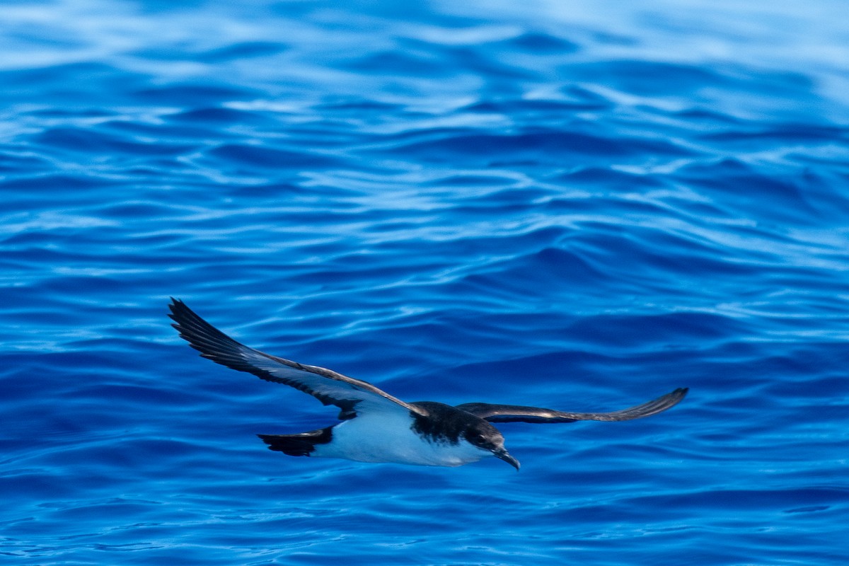 Puffin de Newell - ML345595161