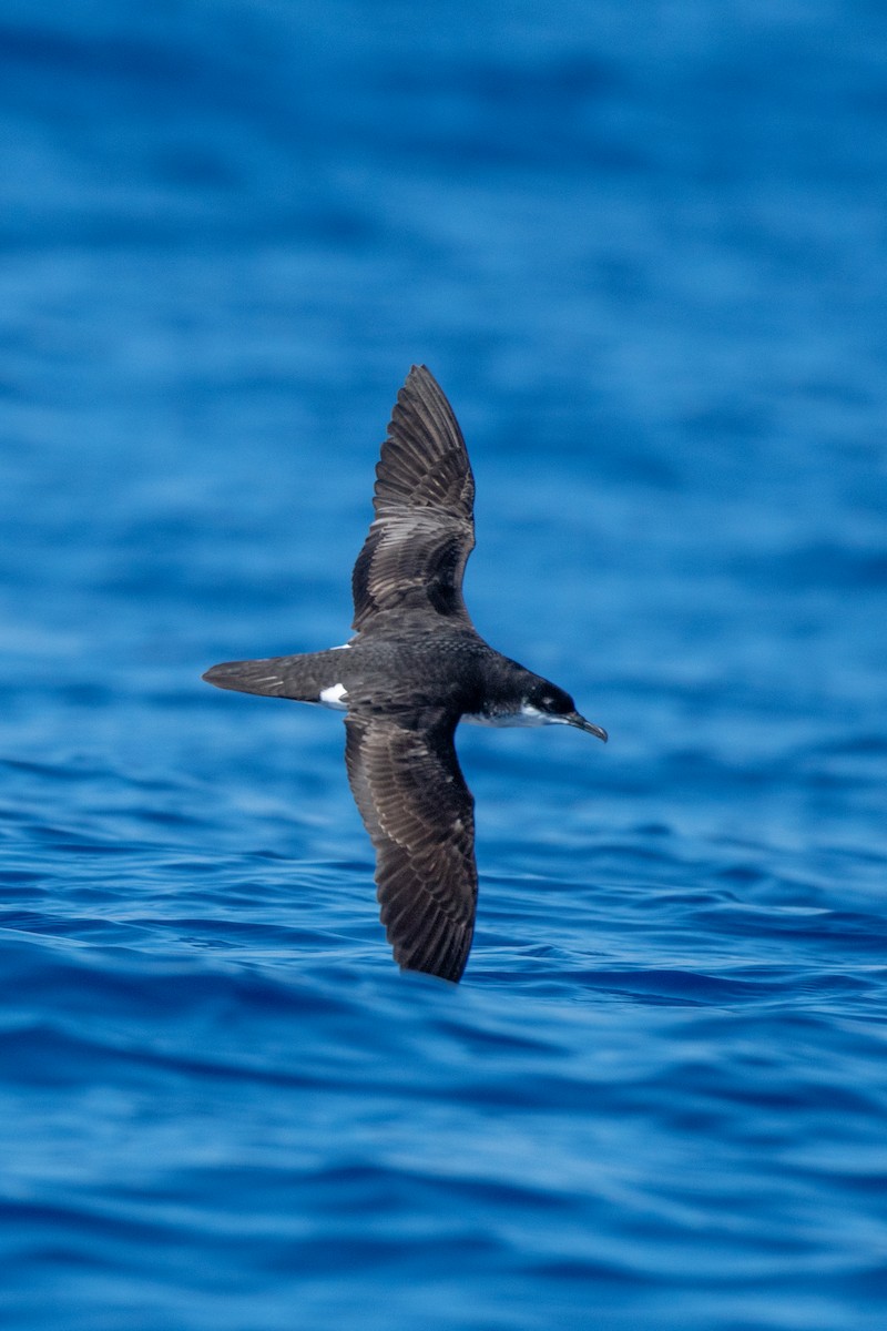 Puffin de Newell - ML345595181