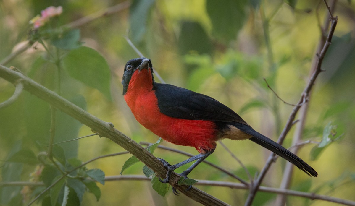 Black-headed Gonolek - Ian Davies